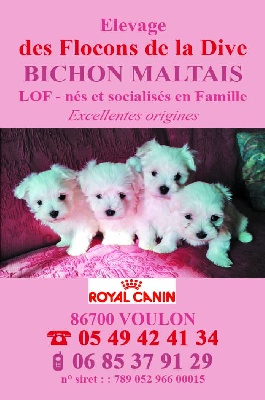 des flocons de la Dive - L' élevage de Bichons Maltais L.O.F